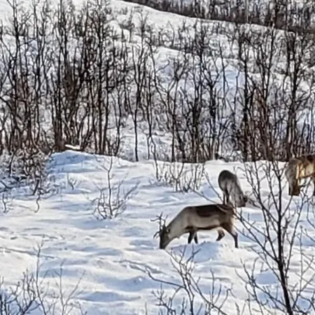 Villa Big 3 Bedrom At Gronnliskaret, Ringvassoya.