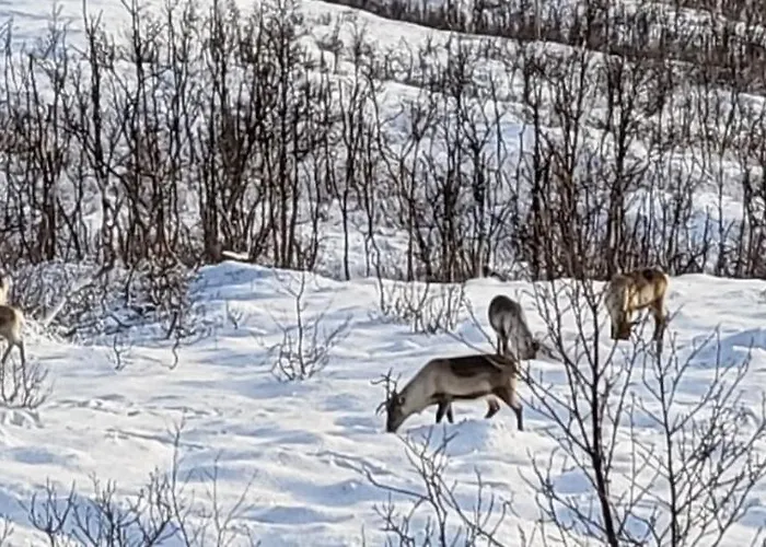 Villa Big 3 Bedrom At Gronnliskaret, Ringvassoya.