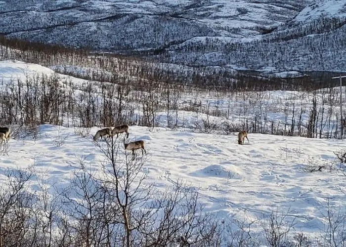 Big 3 Bedrom At Grønnliskaret, Ringvassøya.